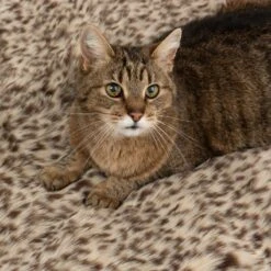 Cat Snuggle Blanket Leo 100 X 70 X 3cm (L X W X H) 15 Cat Snuggle Blanket Leo 100 X 70 X 3cm (L X W X H) -Pet Shop 111536 kuscheldecke leo fg 0638 9