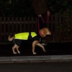 Dog Coat Illume Nite Neon Approx. 55cm Back Length -Pet Shop 222247 illume nite neon 08 4 1
