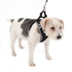 Feel Free Soft Dog Harness M 30 Feel Free Soft Dog Harness M -Pet Shop 232419 hunde softgeschirr feel free 02 5 1