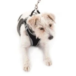 Feel Free Soft Dog Harness S -Pet Shop 232419 hunde softgeschirr feel free 03 2 2
