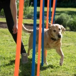 Agility Fun & Sport Slalom Set 12-pack -Pet Shop 23798 agility fun sport slalom set fg 12 9