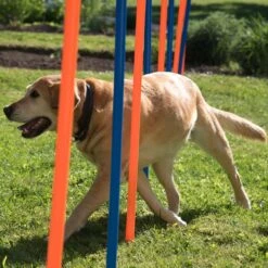 Agility Fun & Sport Slalom Set 12-pack -Pet Shop 23798 agility fun sport slalom set fg 14 8