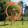 Agility Fun & Sport Jumping Hoop Complete Set: Jumping Hoop, Diameter 55 Cm -Pet Shop 23800 agility fun sport sprungring fg 16 1