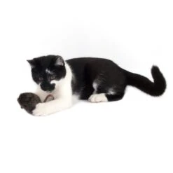 Wild Mouse Cat Toy Set With Sounds & LEDs 2 Piece Set -Pet Shop 358997 katzenspielzeug wild mouse mit sound 03 10 2013 cat toys 15 1