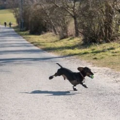 Sports & Protective Dog Boots XL (6) -Pet Shop 52149 hundeschuhe xs fg 0890 4 5