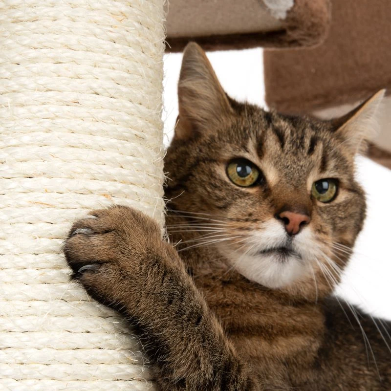 Gingerbread House Cat Tree With Ladder Beige 17 Gingerbread House Cat Tree With Ladder Beige - Image 15