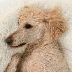 Fluffy Dog Bed Beige 90 X (H) 20cm -Pet Shop 97651 koenigspudel fg 4702 8 3