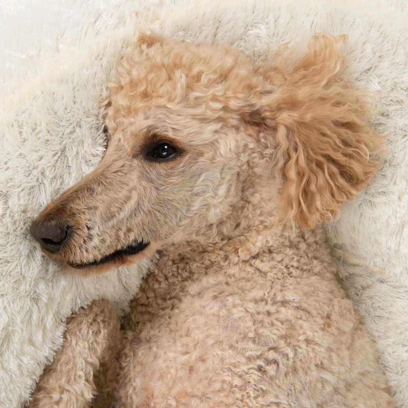 Fluffy Dog Bed Replacement Cover With Cosy Blanket: Light Grey (diameter 65cm) 17 Fluffy Dog Bed Replacement Cover With Cosy Blanket: Light Grey (diameter 65cm) - Image 15